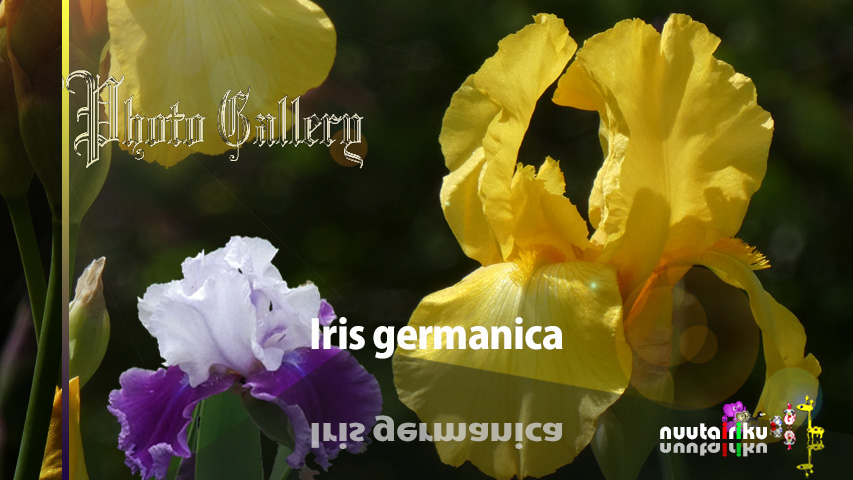 Iris germanica_2021